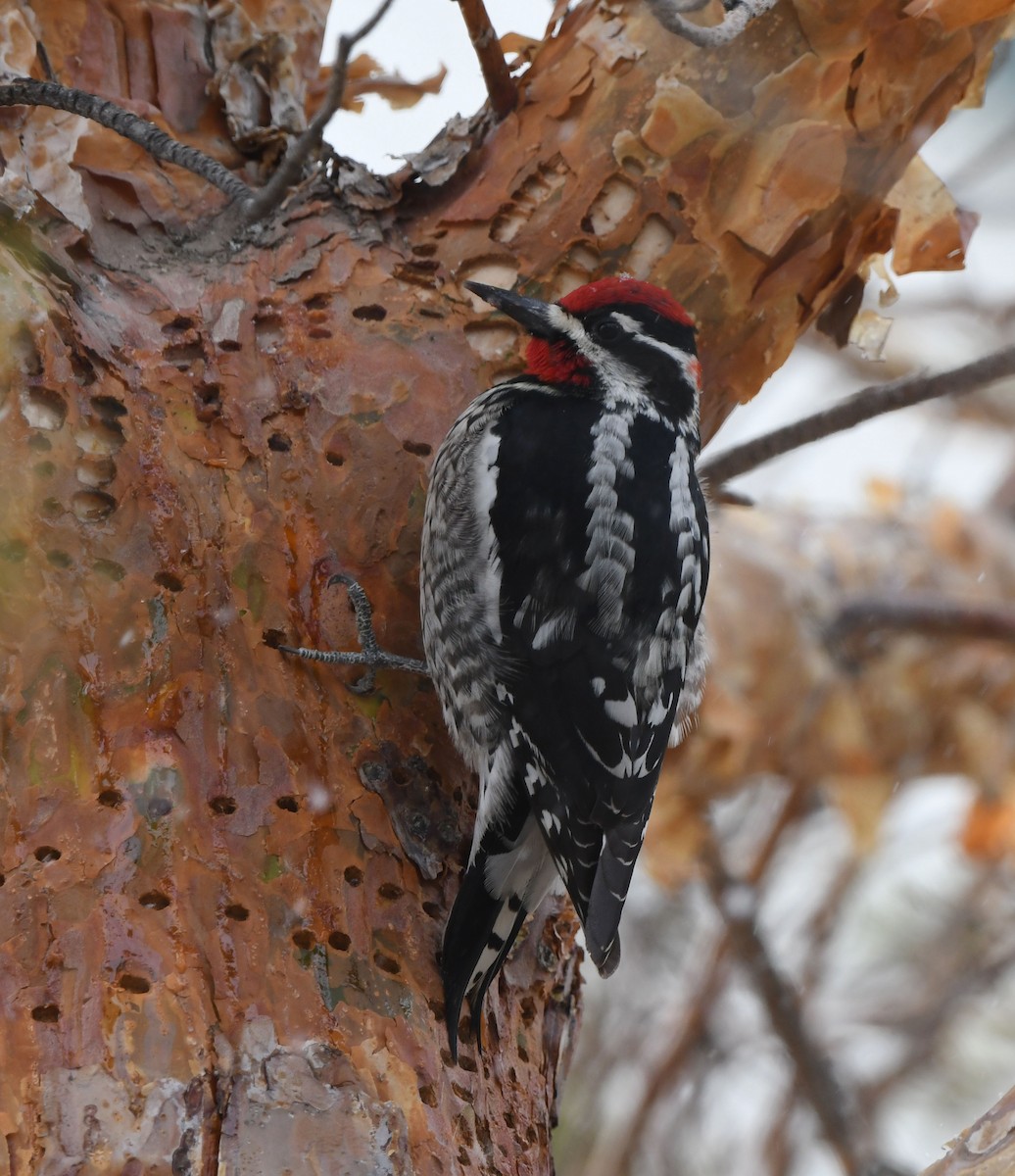 Red-naped Sapsucker - ML617076156