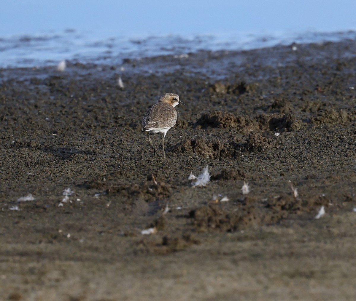 Red-capped Plover - ML617076229