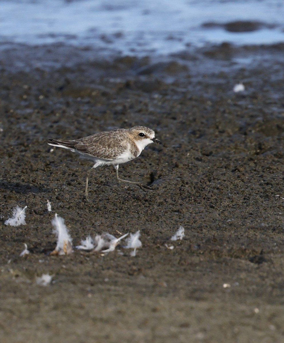 Red-capped Plover - ML617076230