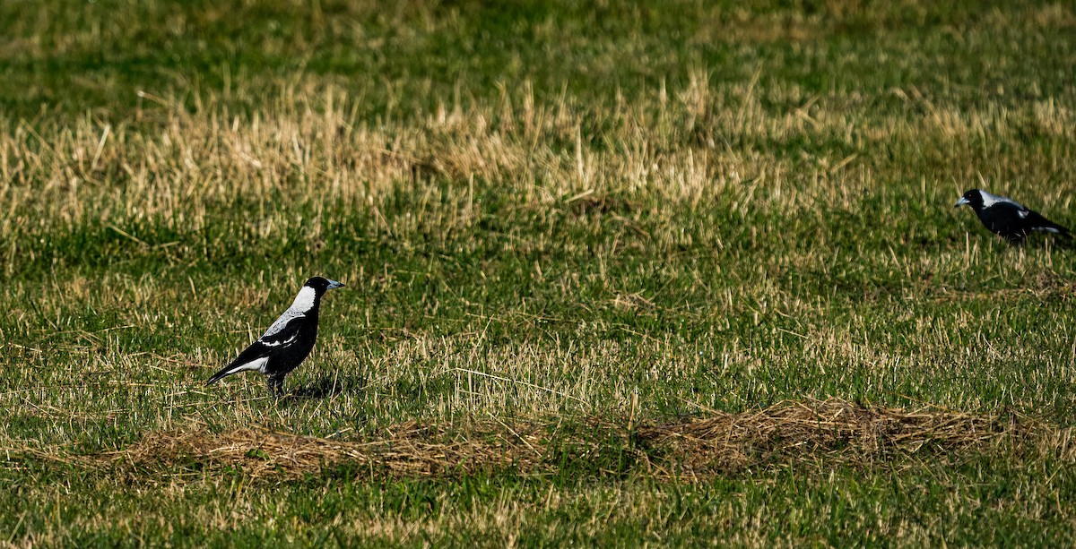 Australian Magpie - ML617076250