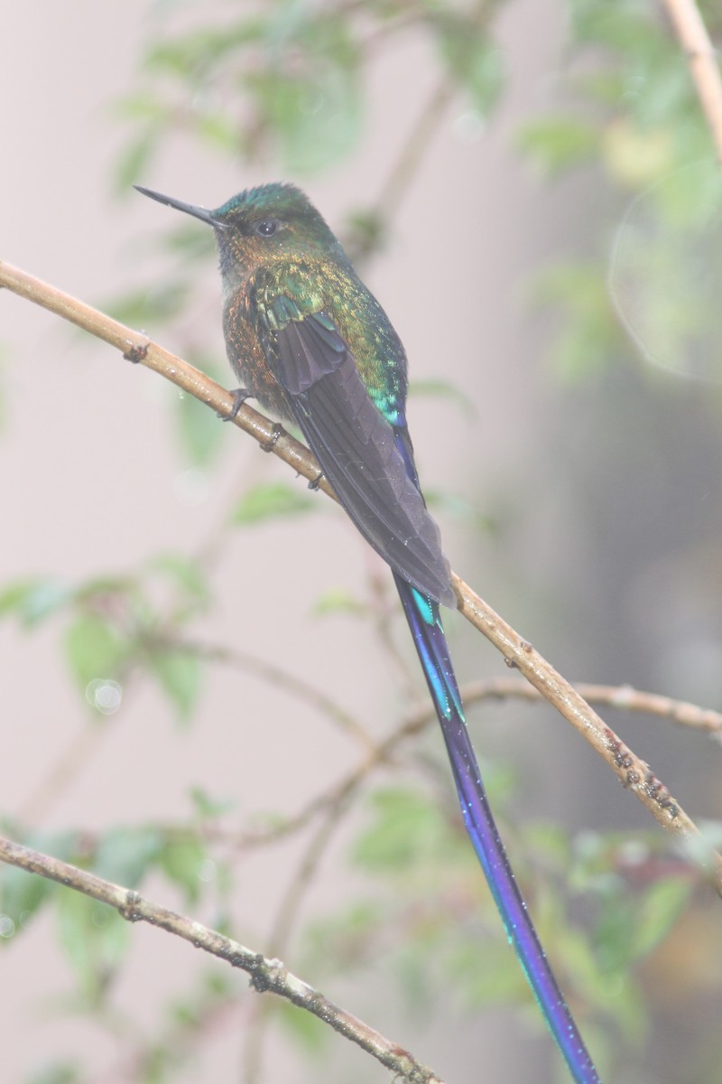 Violet-tailed Sylph - ML617076317