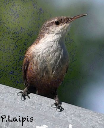 Canyon Wren - Barbara Shea