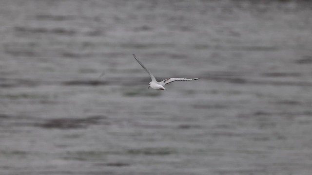 Mouette de Bonaparte - ML617076338