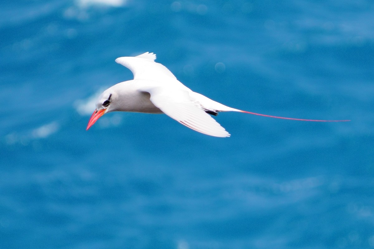 Red-tailed Tropicbird - ML617076356