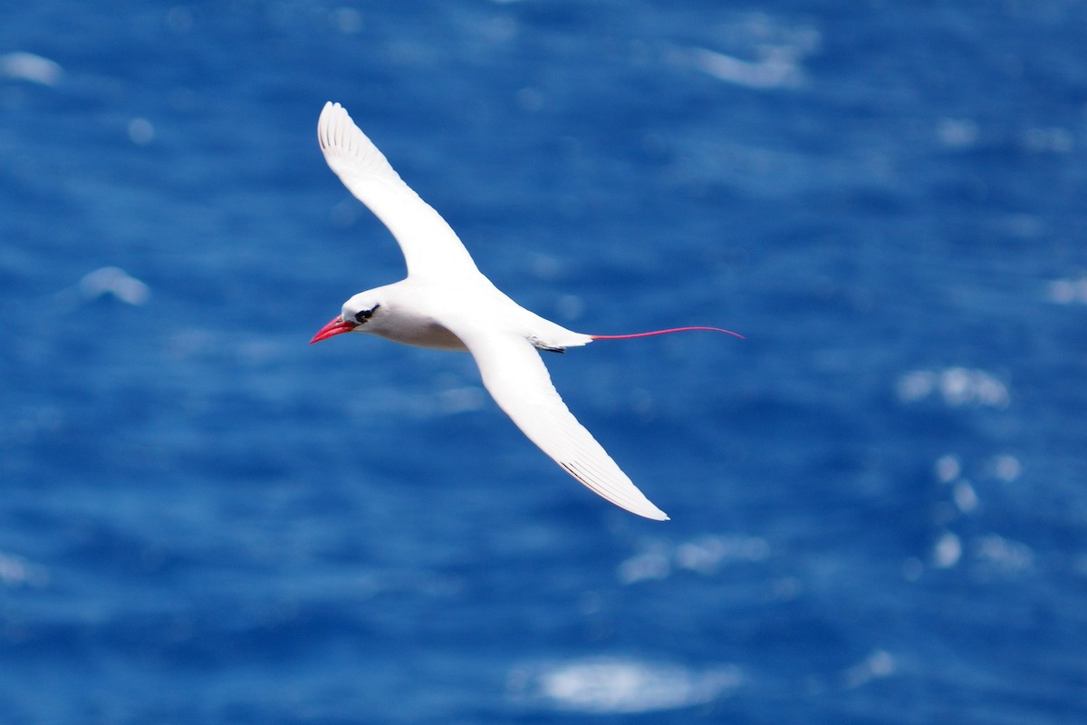 Red-tailed Tropicbird - ML617076359
