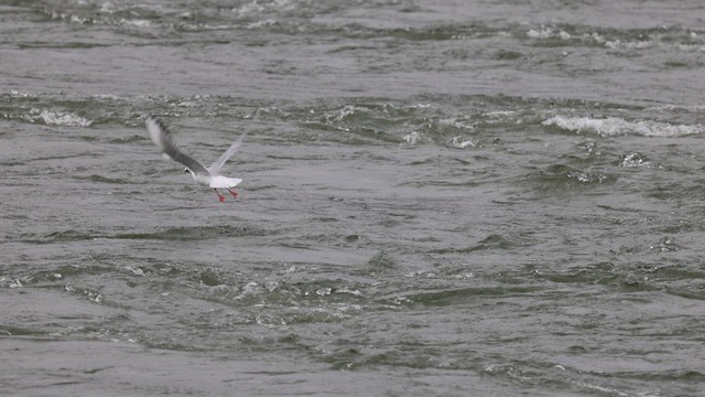 Mouette de Bonaparte - ML617076375