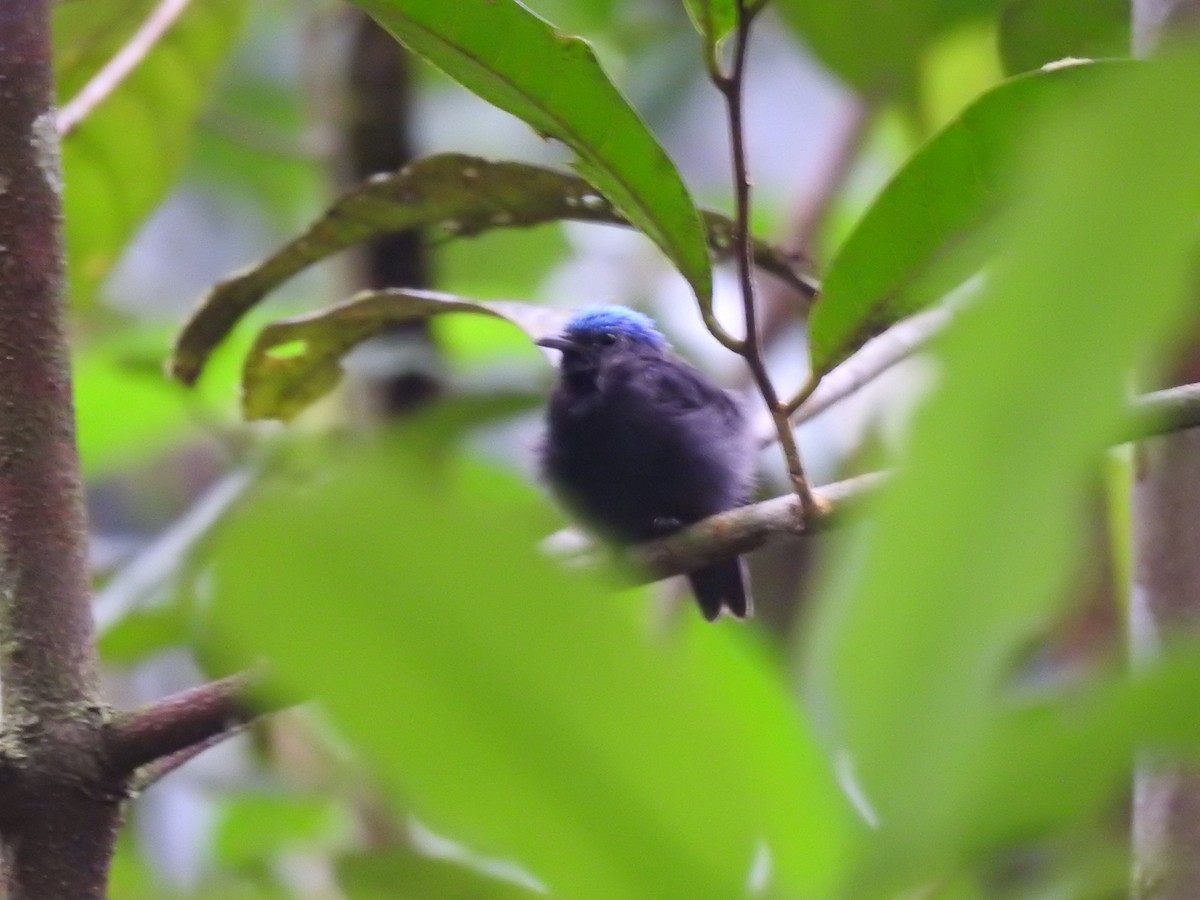 Blue-capped Manakin - ML617076403