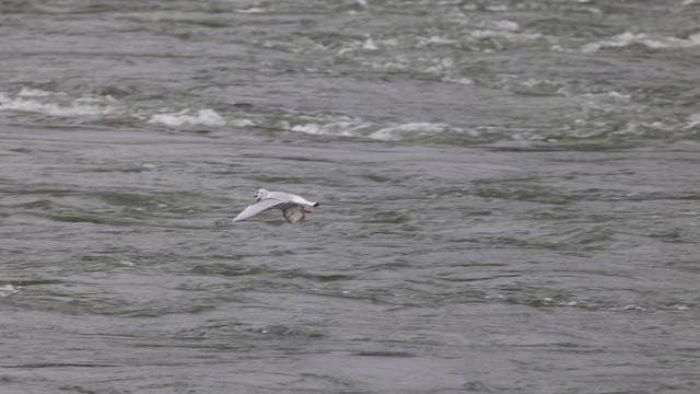 Mouette de Bonaparte - ML617076412