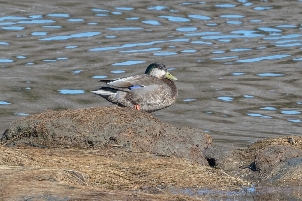 Mallard x American Black Duck (hybrid) - ML617076456