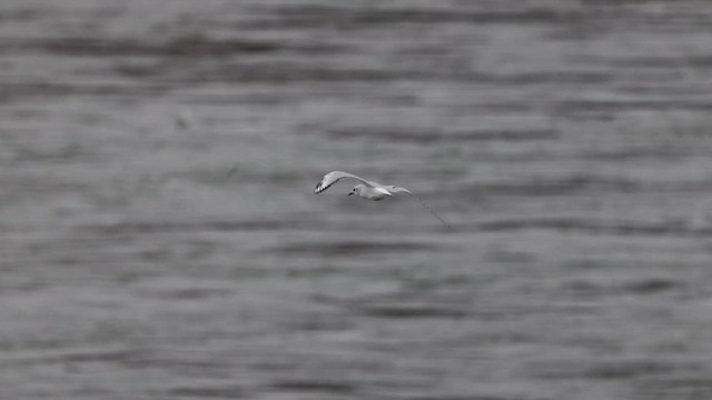 Mouette de Bonaparte - ML617076530