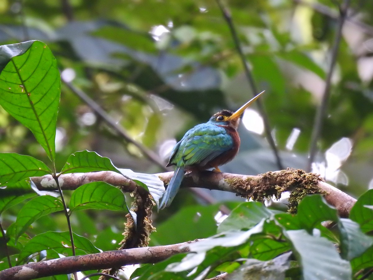 Yellow-billed Jacamar - Martín Ríos Deaza