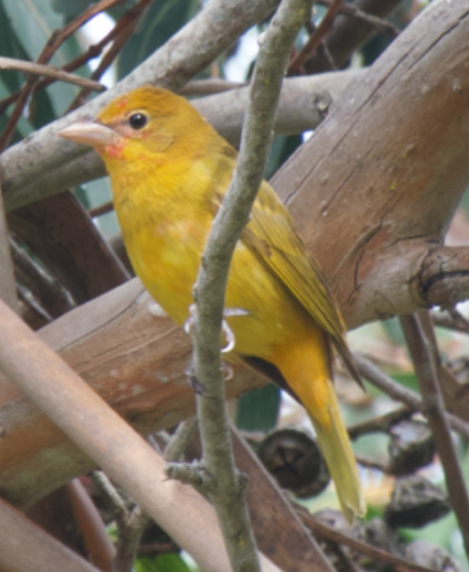 Summer Tanager - ML617076616