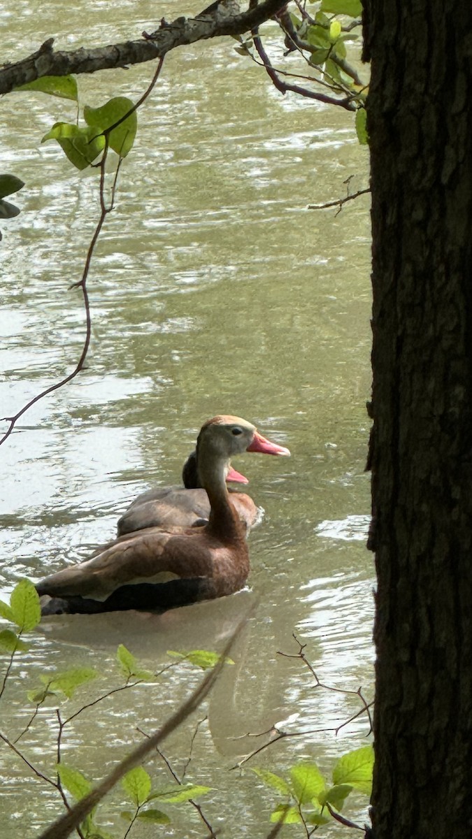 Black-bellied Whistling-Duck - ML617076768