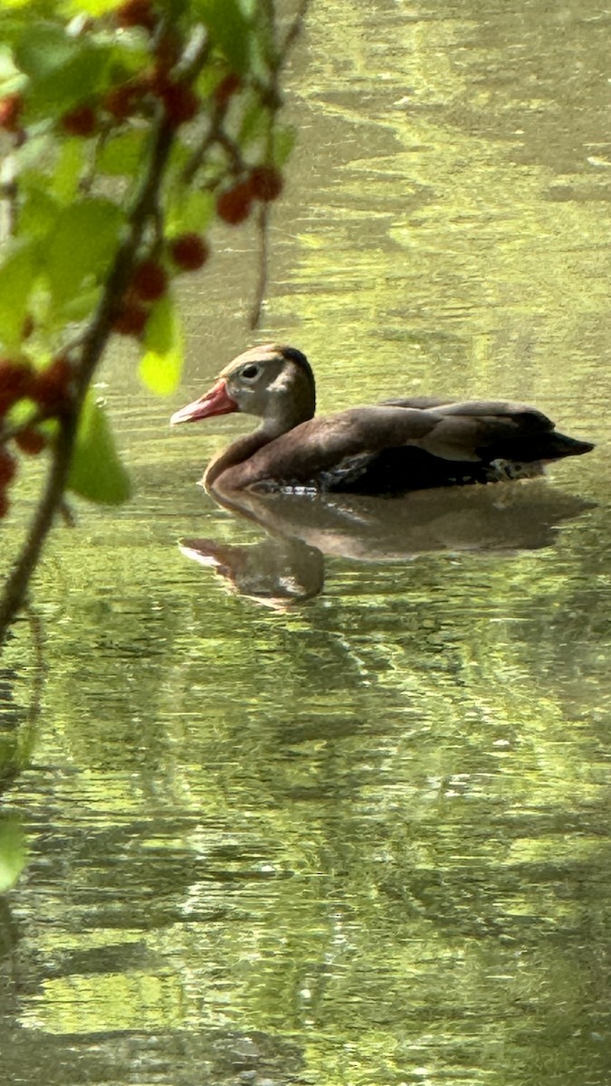 Dendrocygne à ventre noir - ML617076769