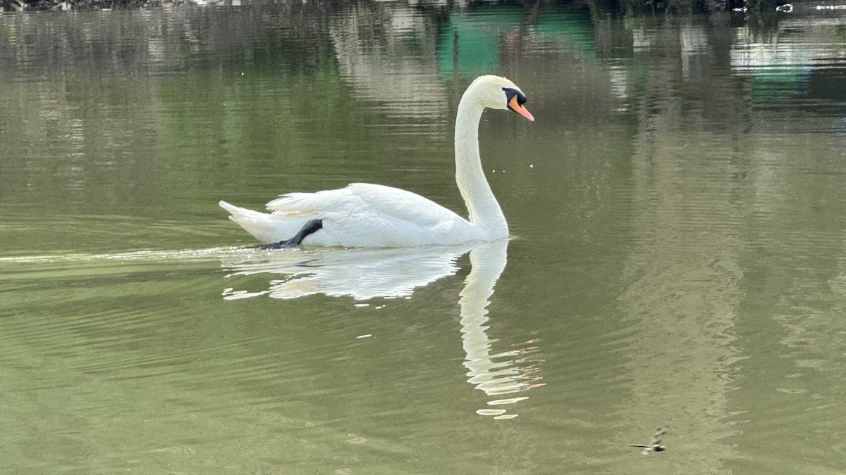 Cygne tuberculé - ML617076791