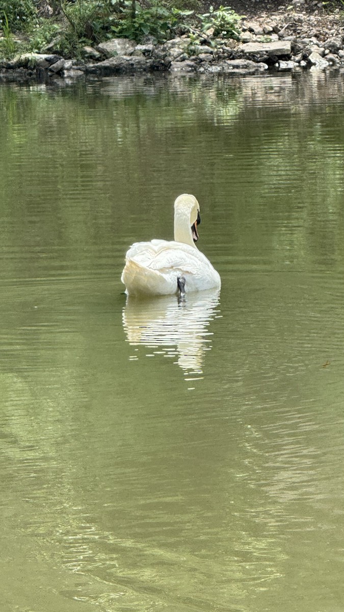 Mute Swan - ML617076792