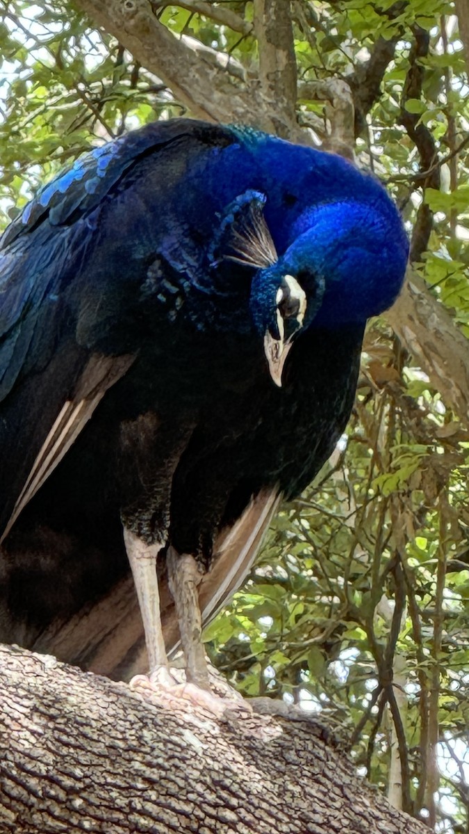 Indian Peafowl (Domestic type) - ML617076820