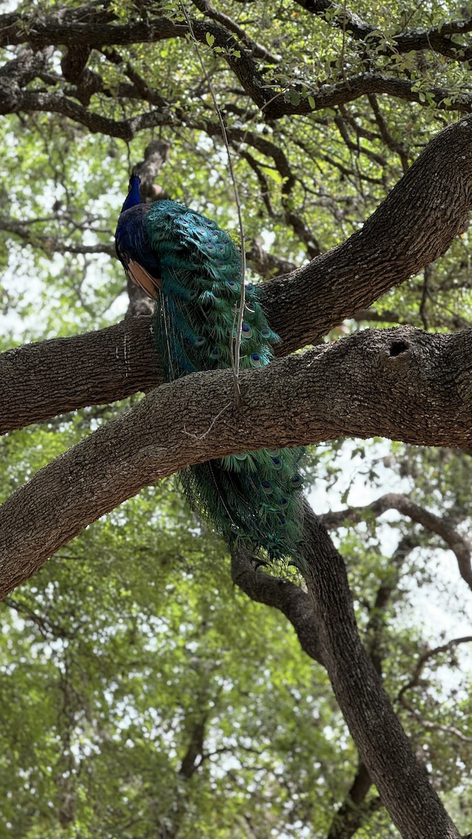 Indian Peafowl (Domestic type) - ML617076822