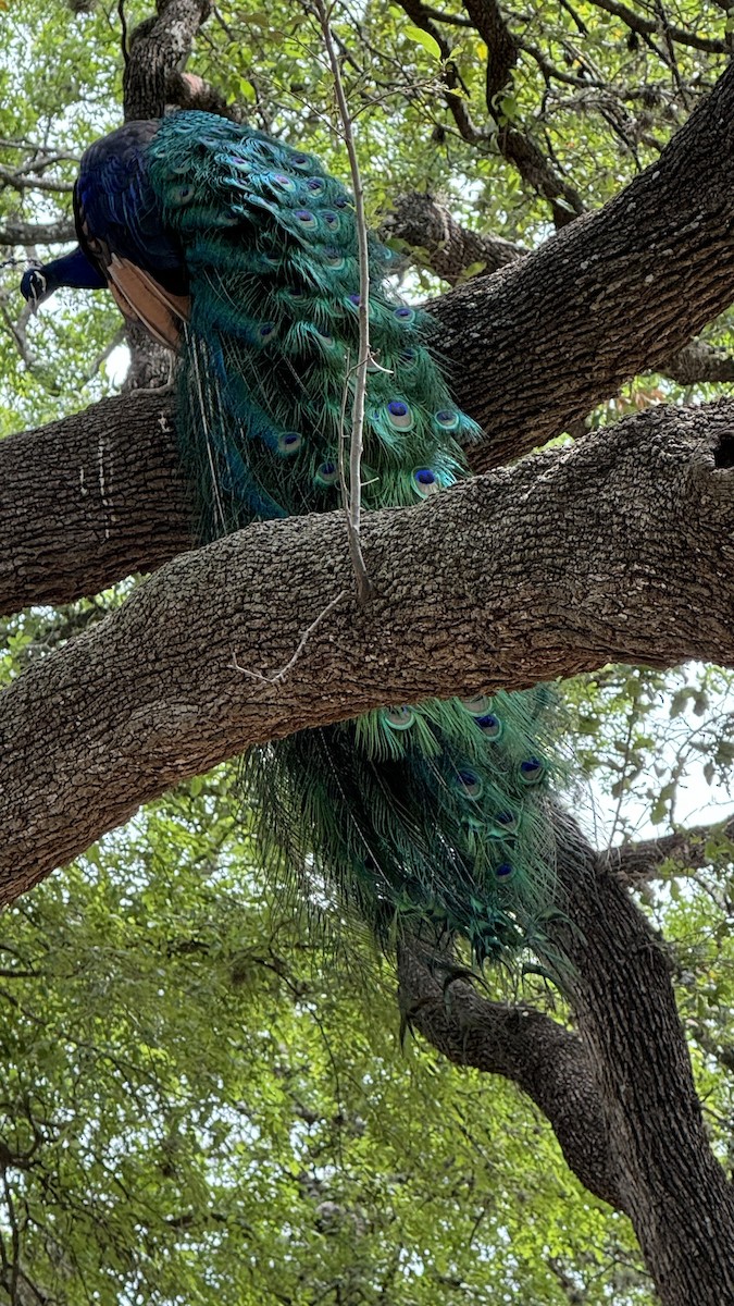 Indian Peafowl (Domestic type) - ML617076823