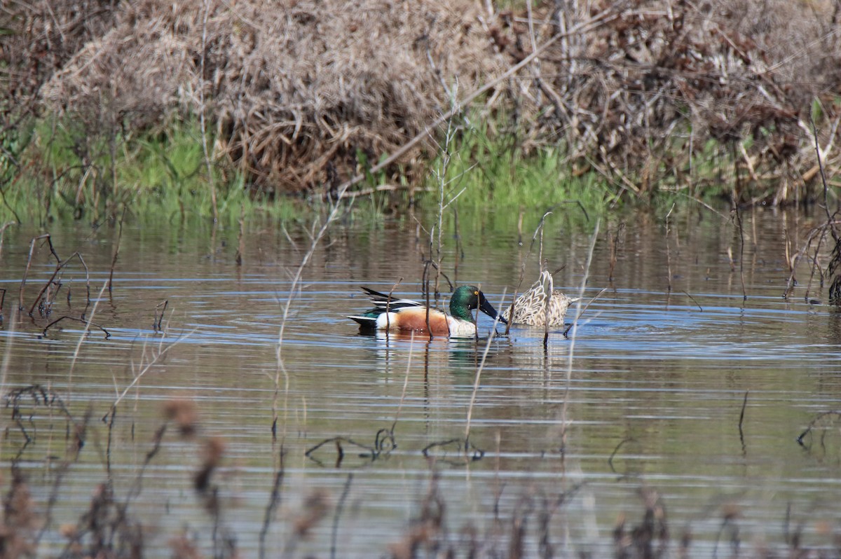 Northern Shoveler - ML617076875