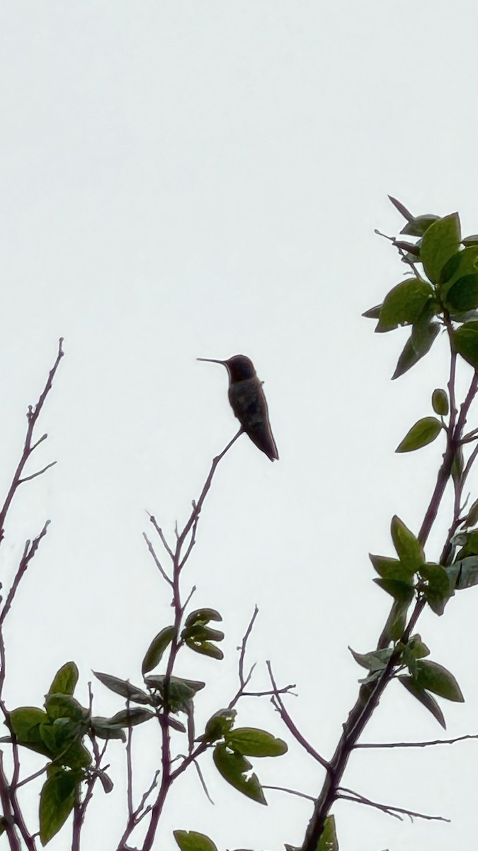 Colibri à gorge rubis - ML617076885