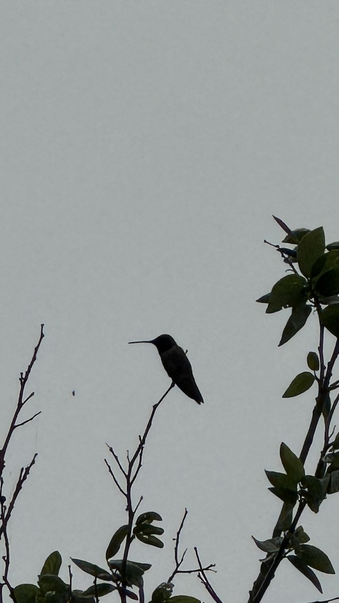 Colibri à gorge rubis - ML617076886