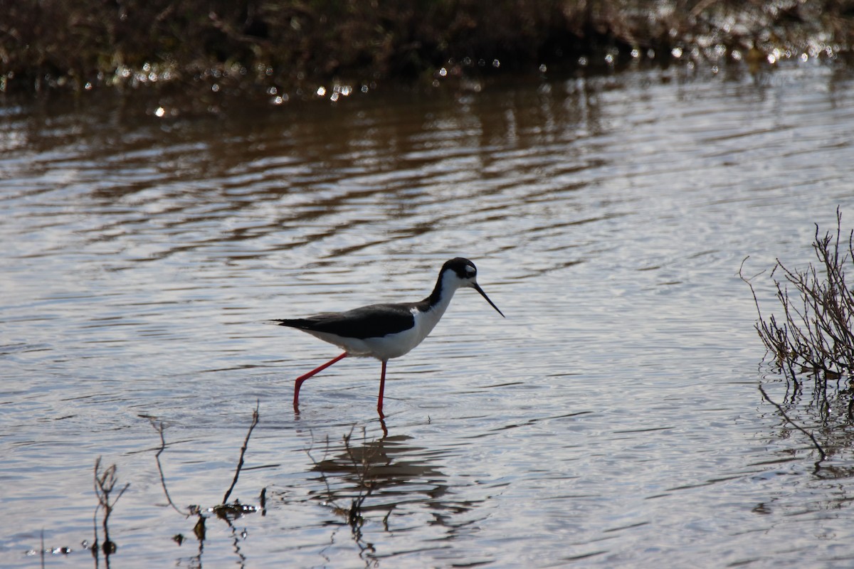 Black-necked Stilt - ML617076893