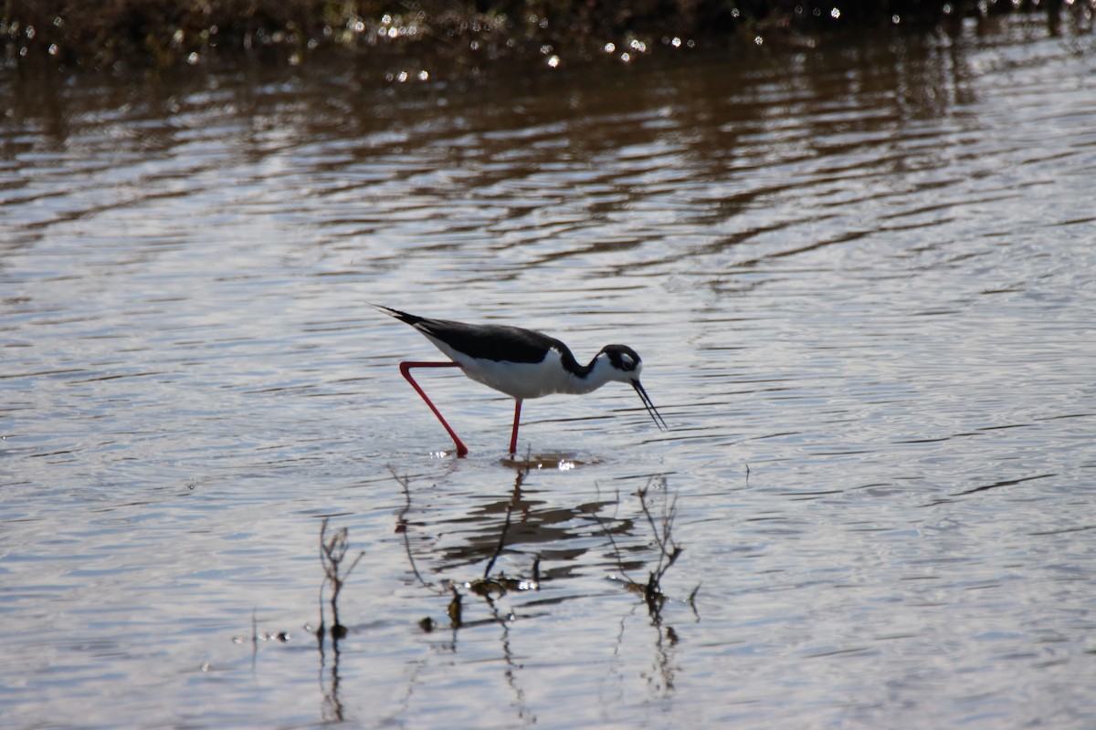 Black-necked Stilt - ML617076894