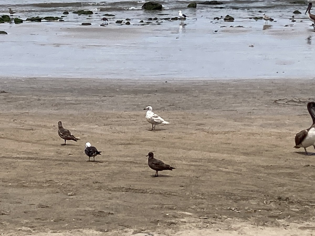 Glaucous-winged Gull - ML617076902