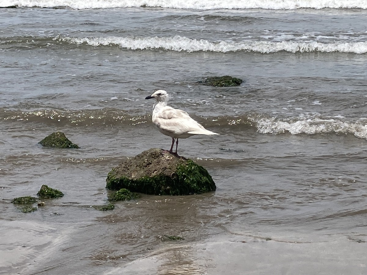 Glaucous-winged Gull - ML617076903