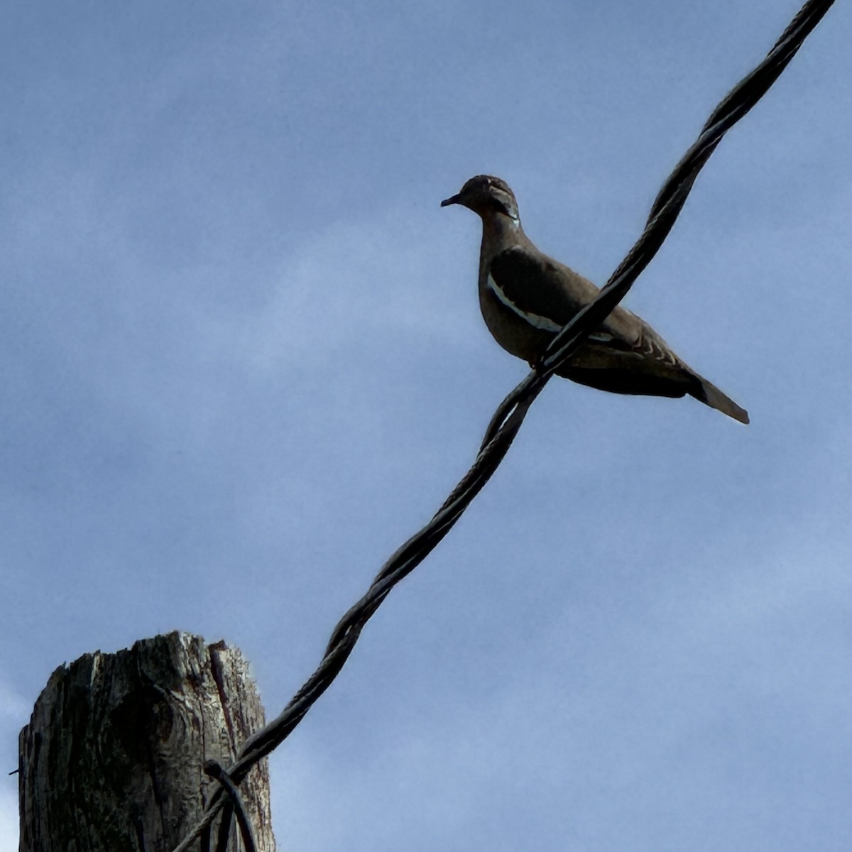 White-winged Dove - ML617076909