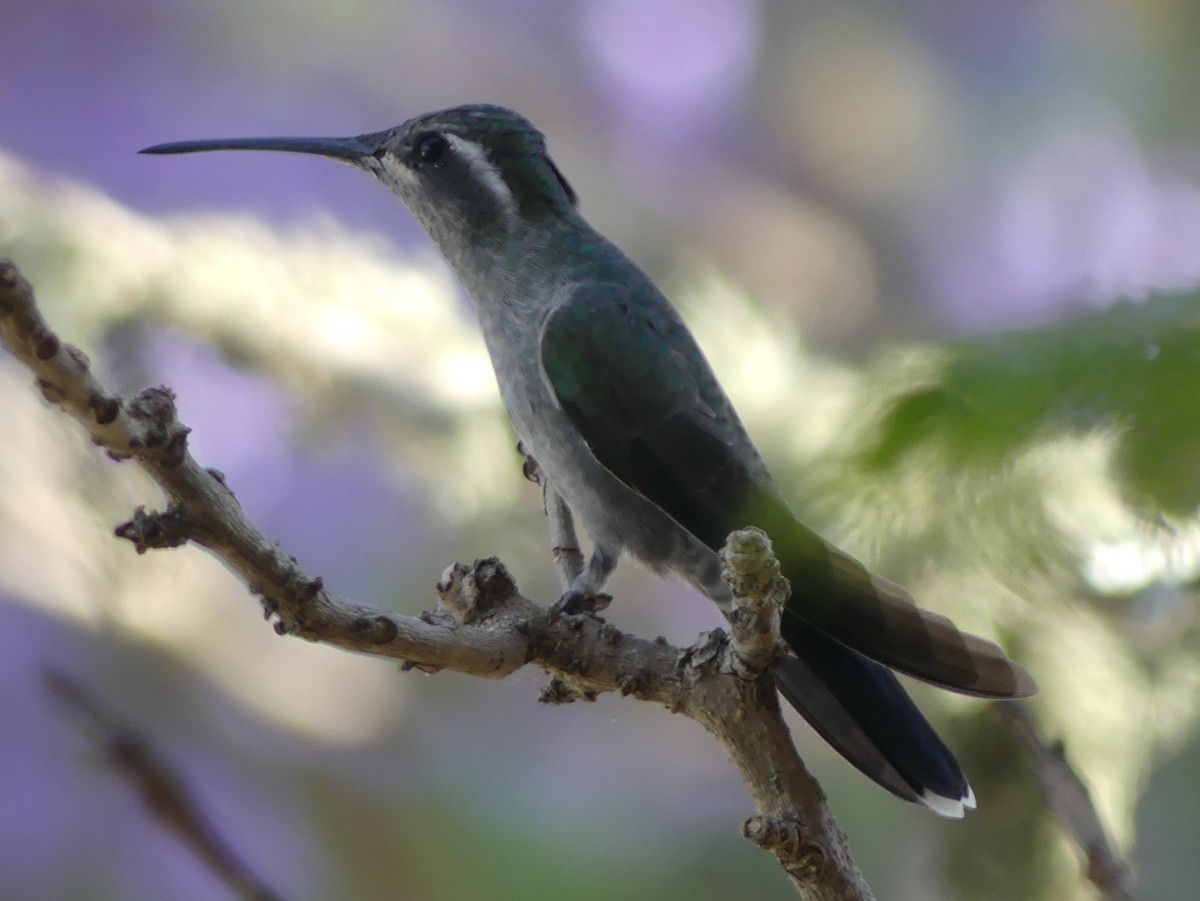 kolibřík blankytohrdlý - ML617076913
