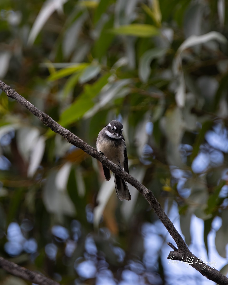 Gray Fantail (albicauda) - ML617076919