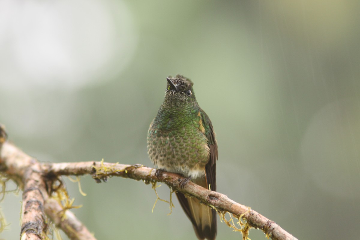 Buff-tailed Coronet - ML617076939