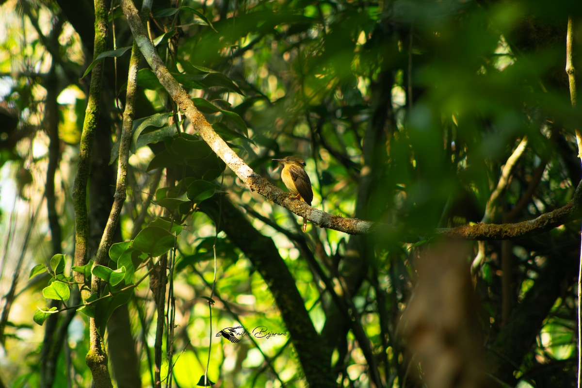 Tropical Royal Flycatcher - Emilio Bejarano