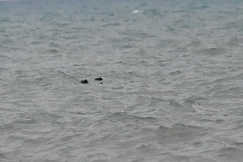 Surf Scoter - ML617077005