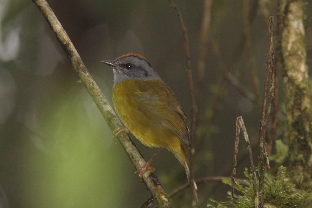 Russet-crowned Warbler - ML617077059