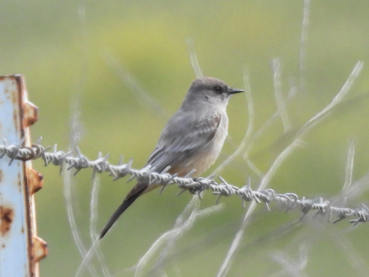 Say's Phoebe - ML617077071