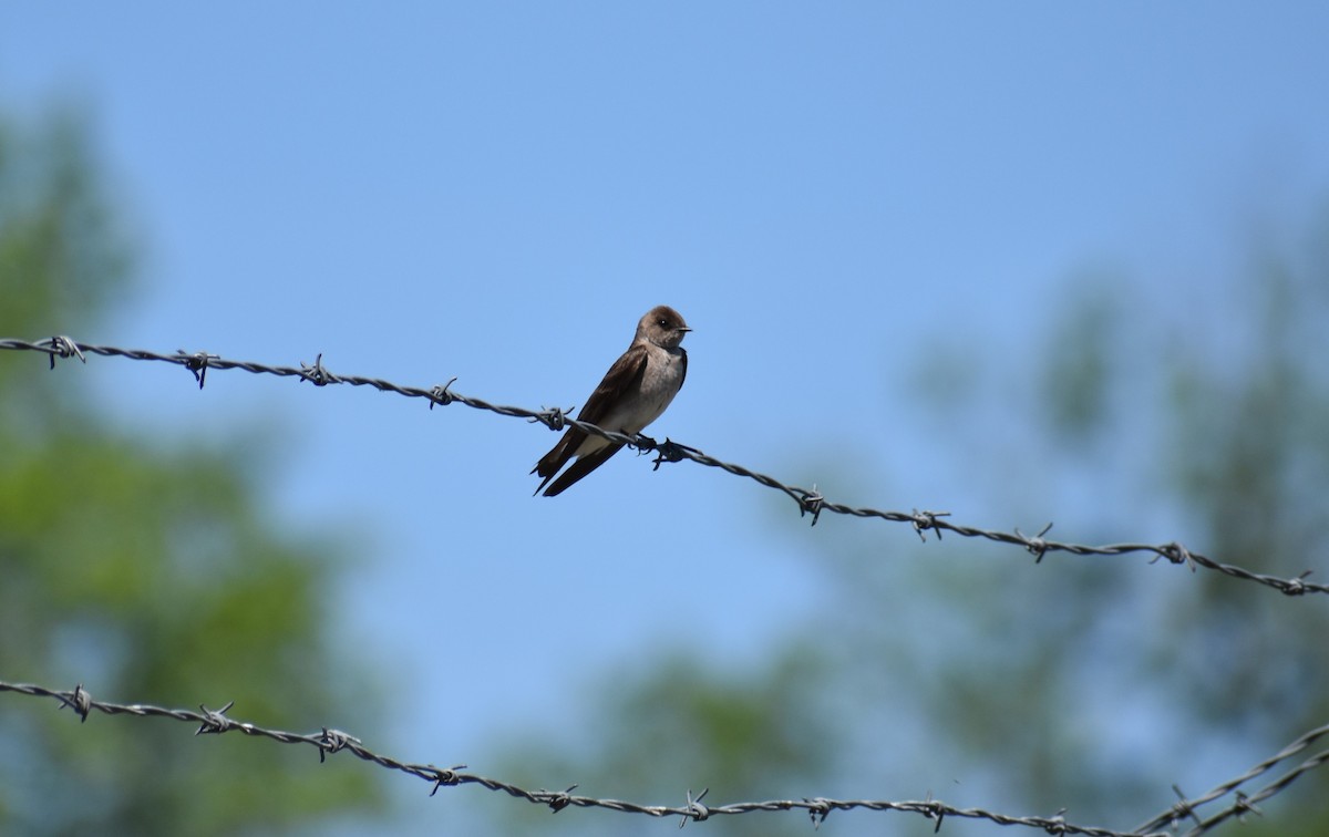 Northern Rough-winged Swallow - ML617077074