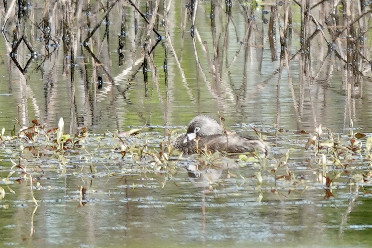 Pied-billed Grebe - ML617077091