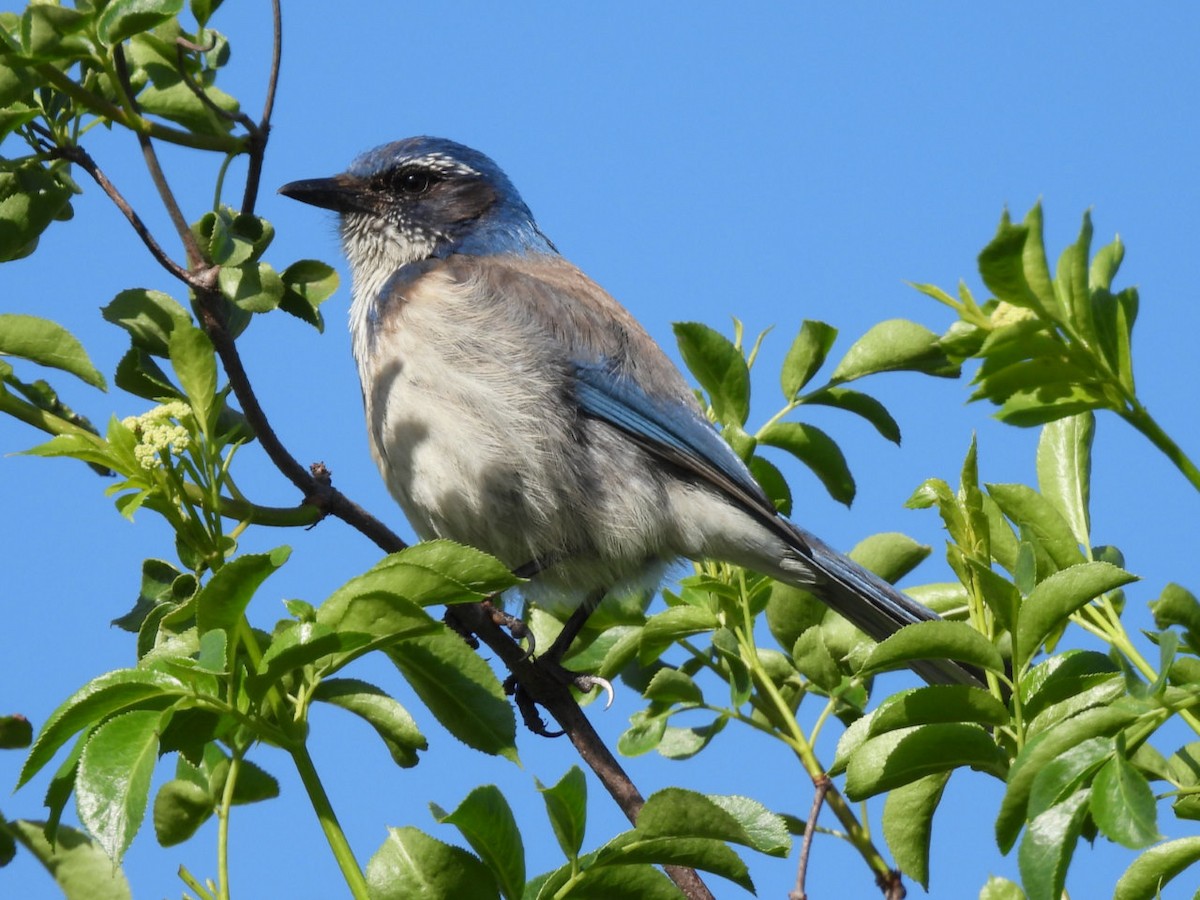 California Scrub-Jay - Sheila Morgan-DeChellis