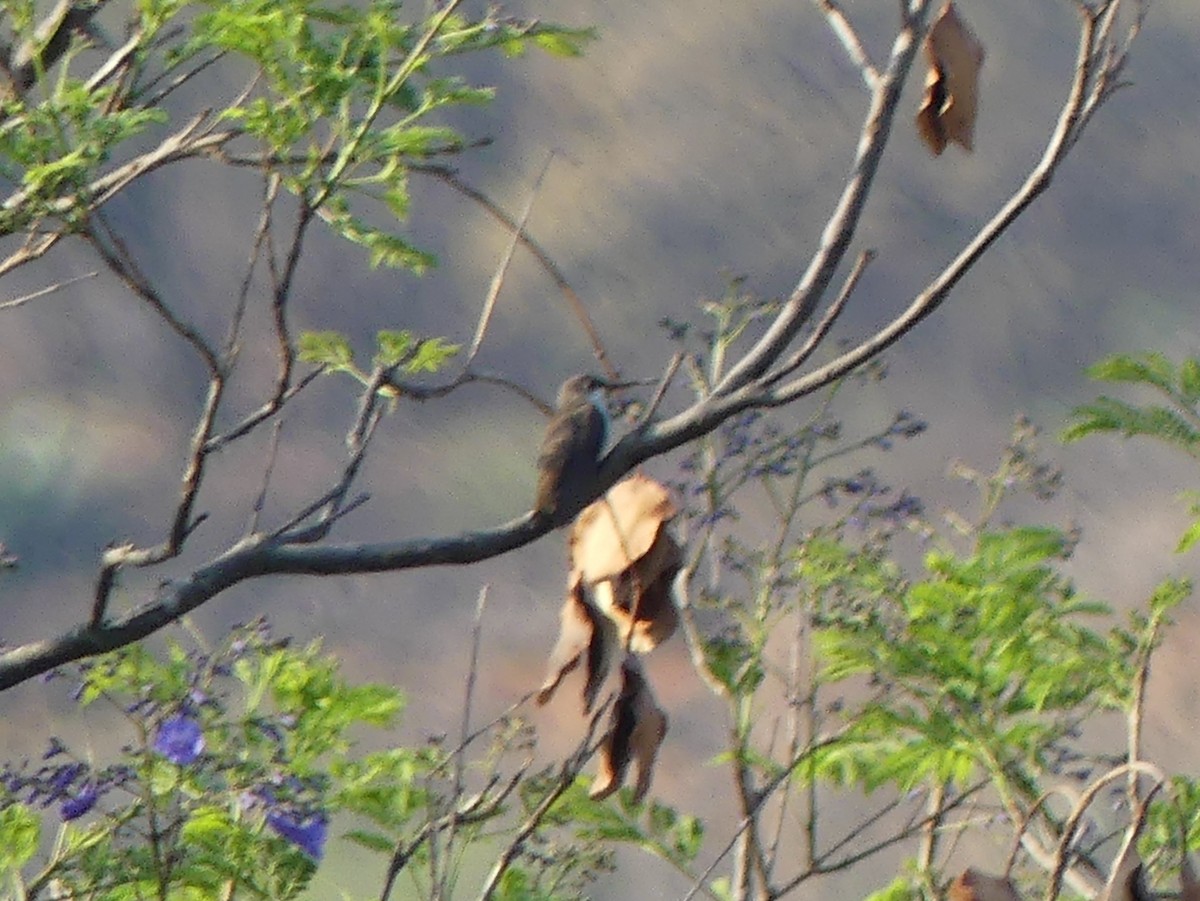 kolibřík vznešený - ML617077121