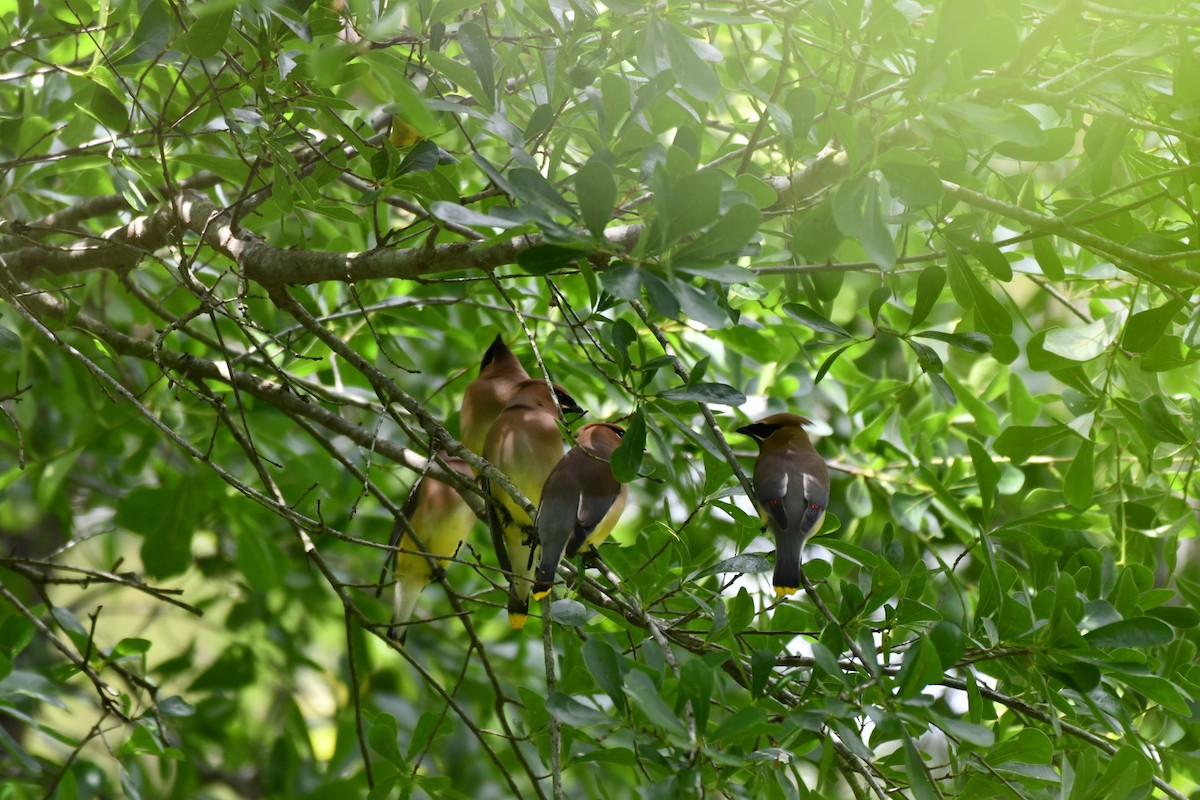 Cedar Waxwing - Brandy Falise