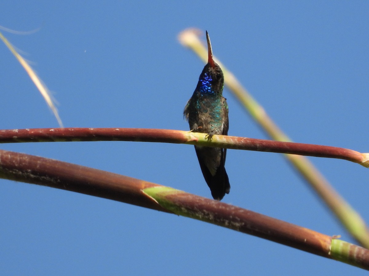Colibrí Piquiancho Común - ML617077220