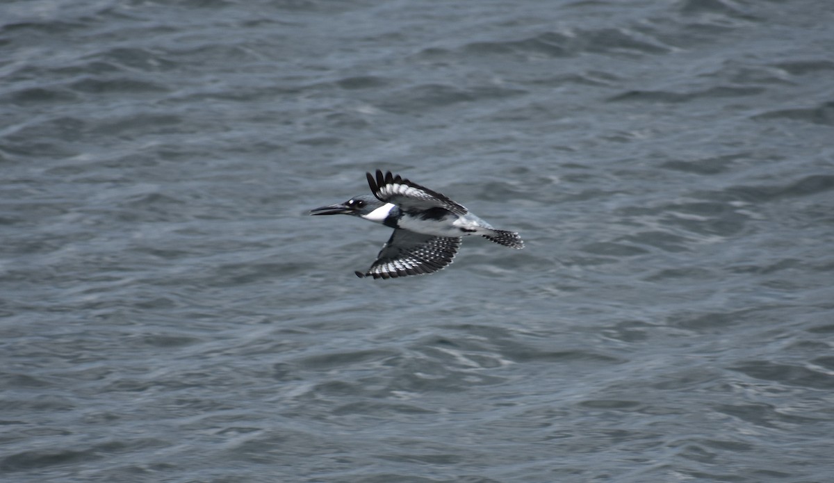 Belted Kingfisher - ML617077304