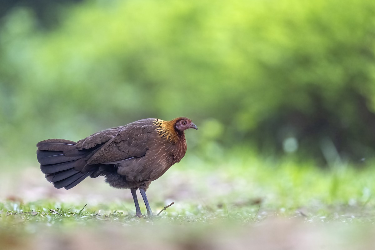 Red Junglefowl - Parthasarathi Chakrabarti