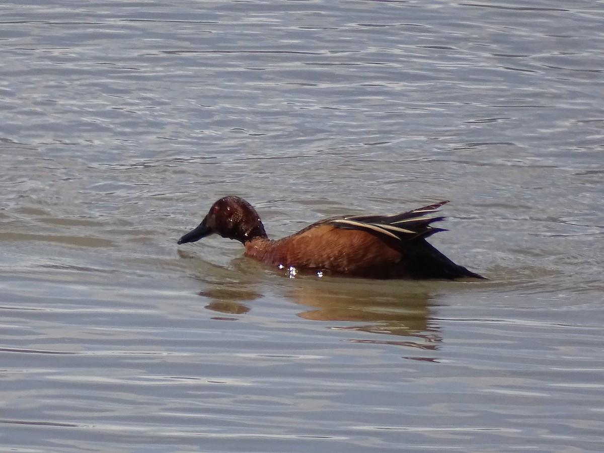 Cinnamon Teal - ML617077318