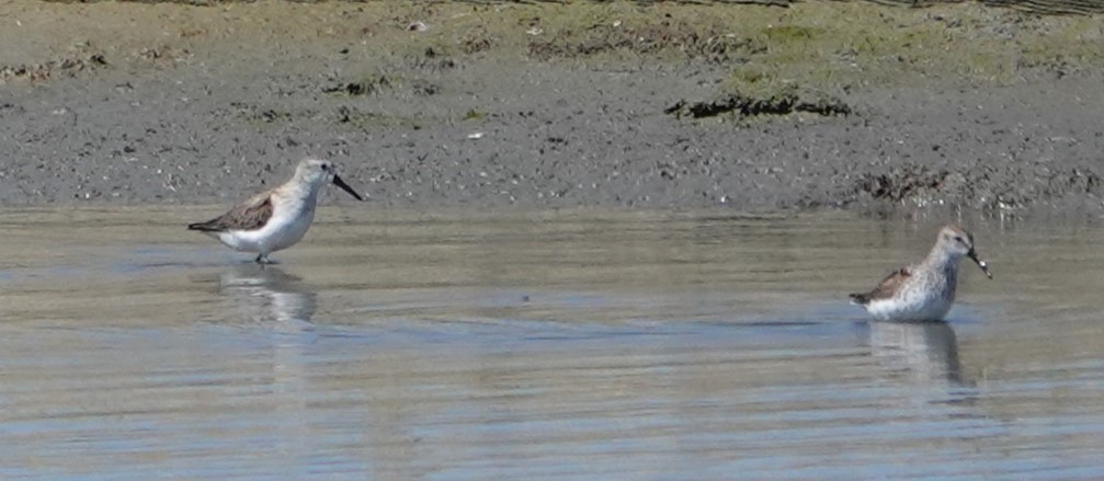 Dunlin - ML617077326