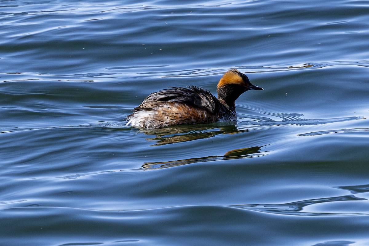 Horned Grebe - ML617077402