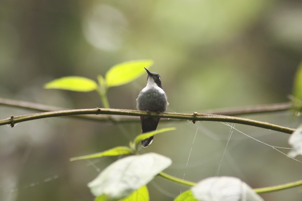 White-throated Daggerbill - ML617077428